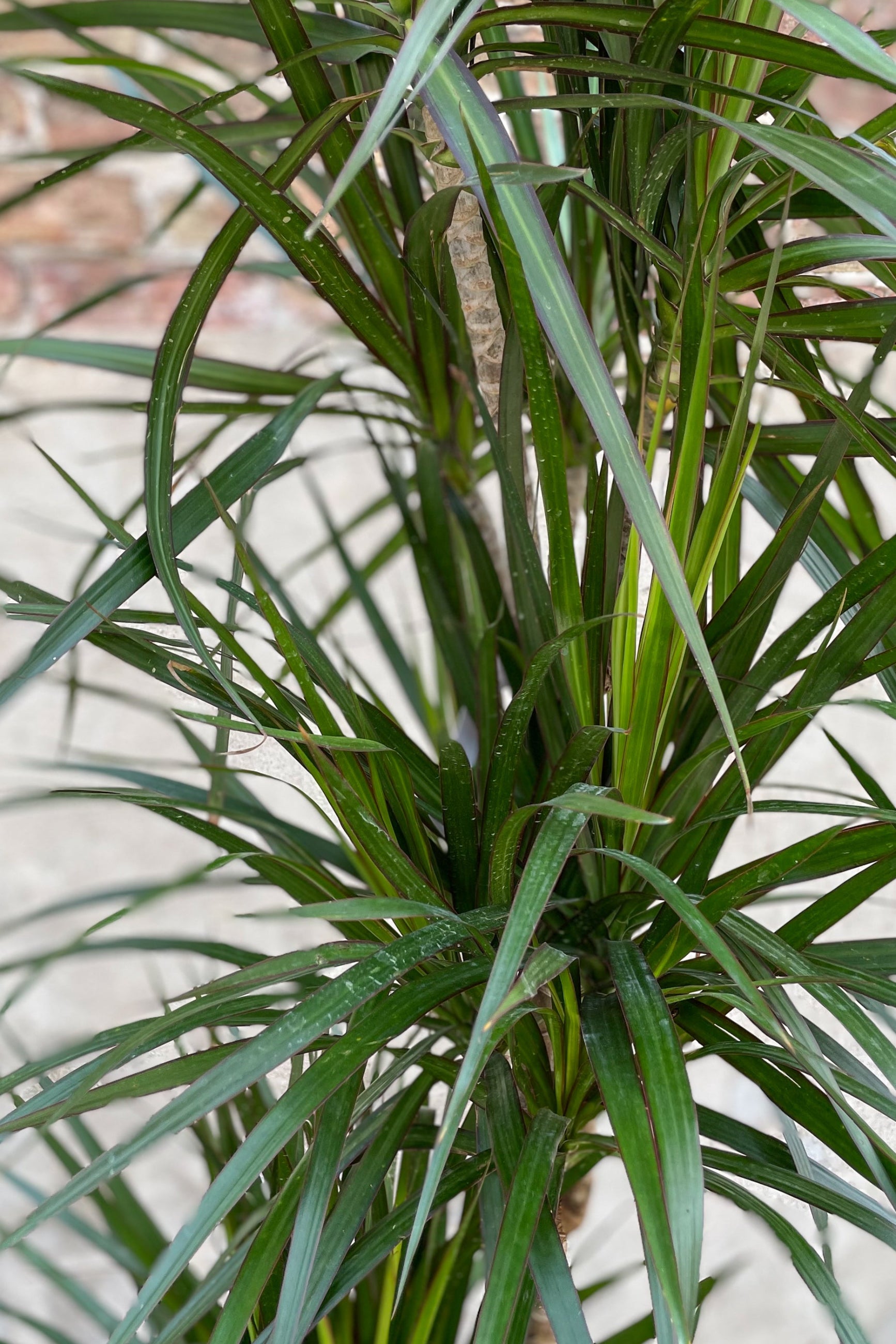 Close up of Dracaena marginata leaves ©Sprout Home