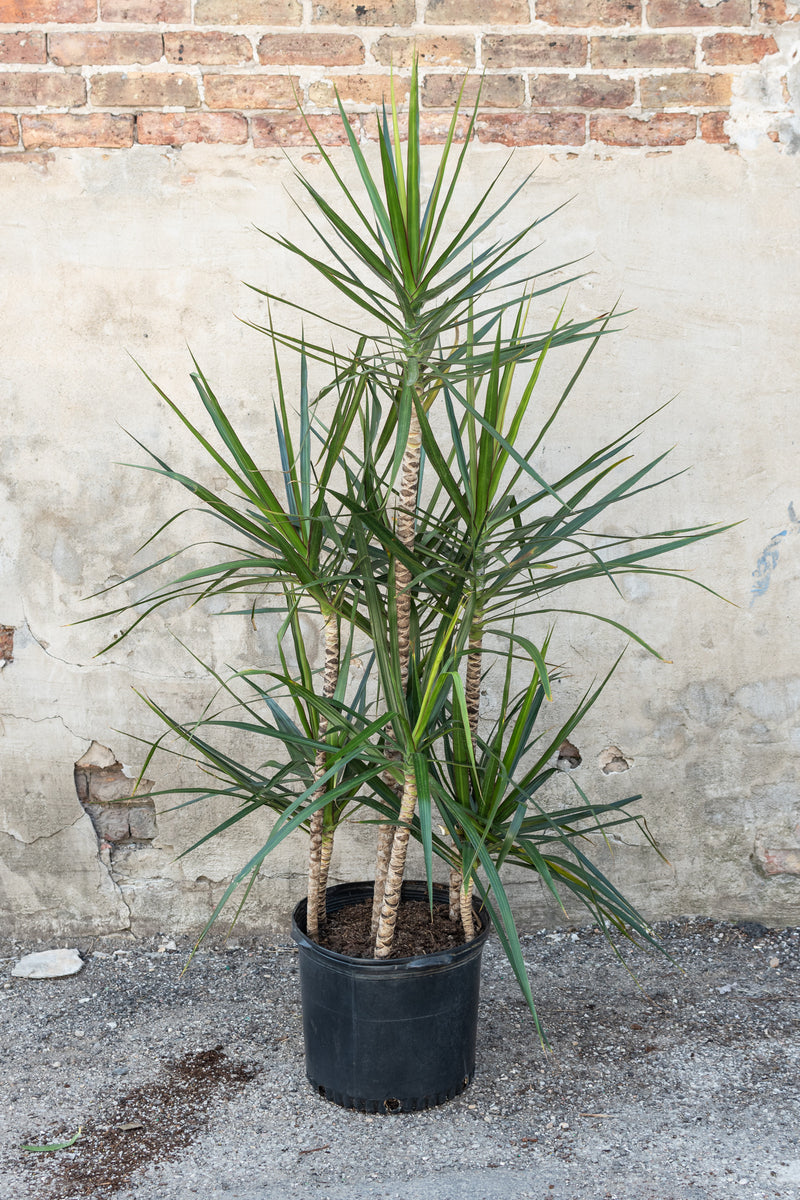 Large dracaena marginata staggared cane in front of concrete and brick wall 