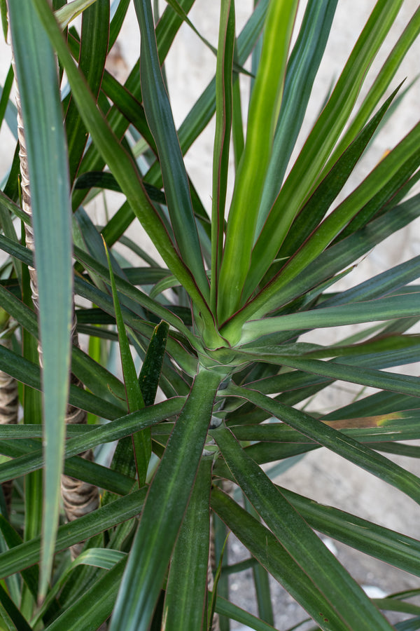 Close up of Dracaena margina staggared cane foliage