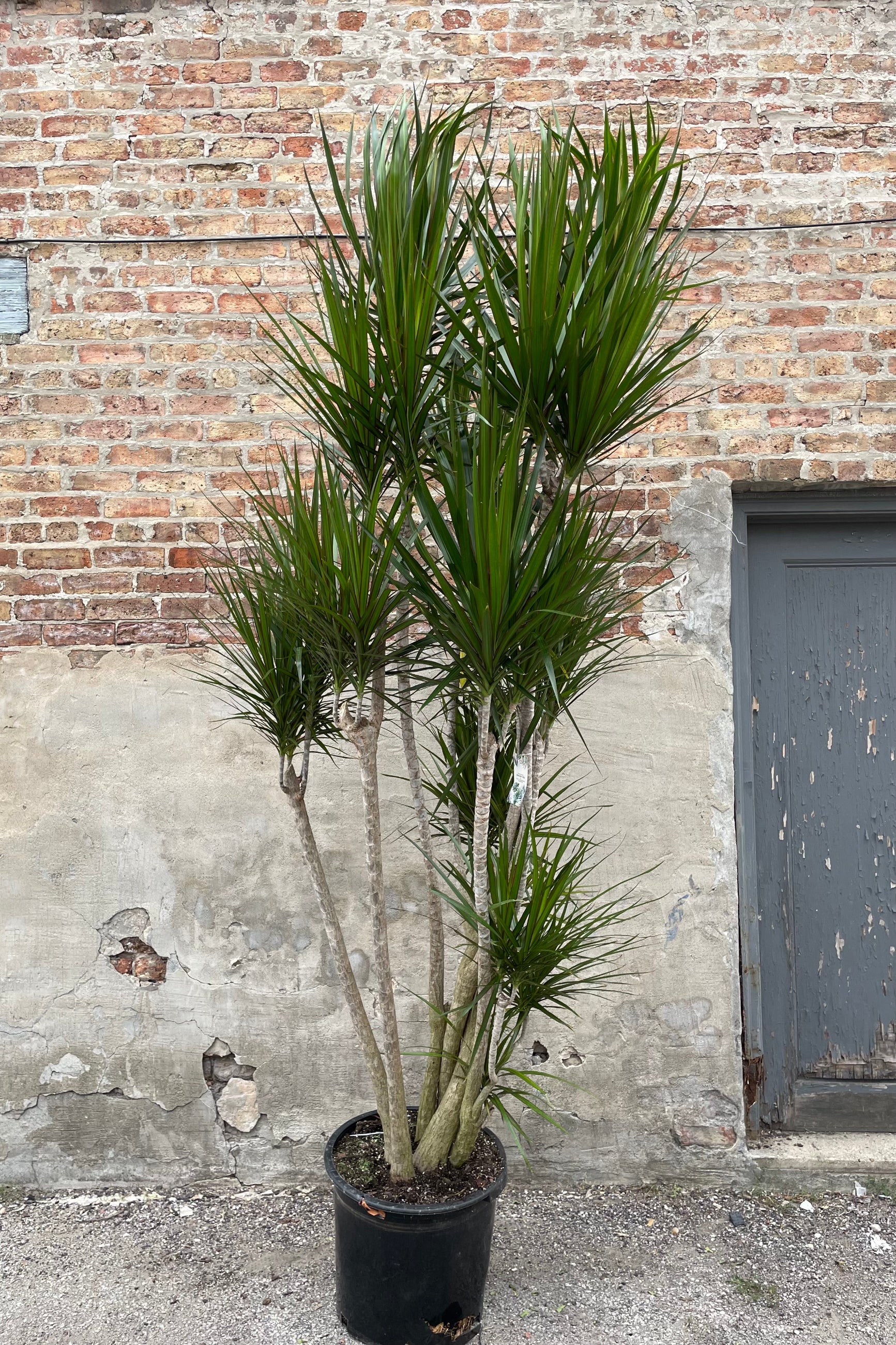 Dracaena marginata in a 17" growers pot ©Sprout Home