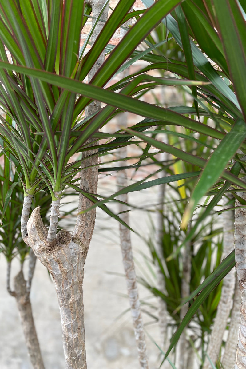 Dracaena marginata up close showing the leaves and the stalk.