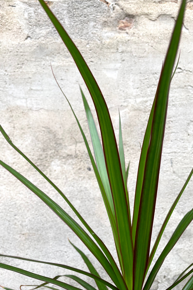 A close-up view of the leaves of the 4" Dracaena marginata against a concrete backdrop