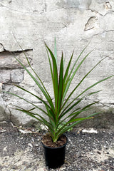 A frontal view of the 4" Dracaena marginata in a grower pot against a concrete backdrop