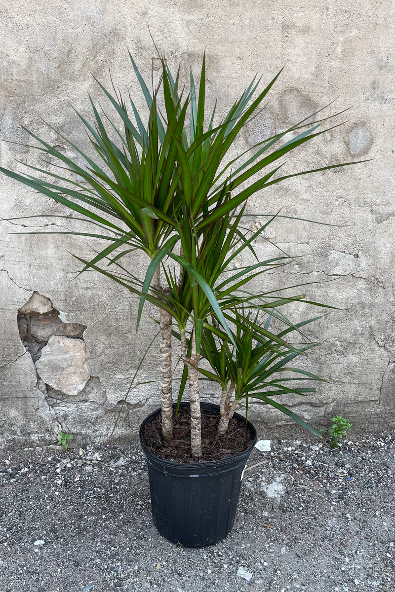 Dracaena marginata multi cane in front of concrete wall