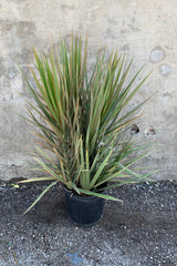 Dracaena marginata 'Bi-Color' in a 10 inch pot.