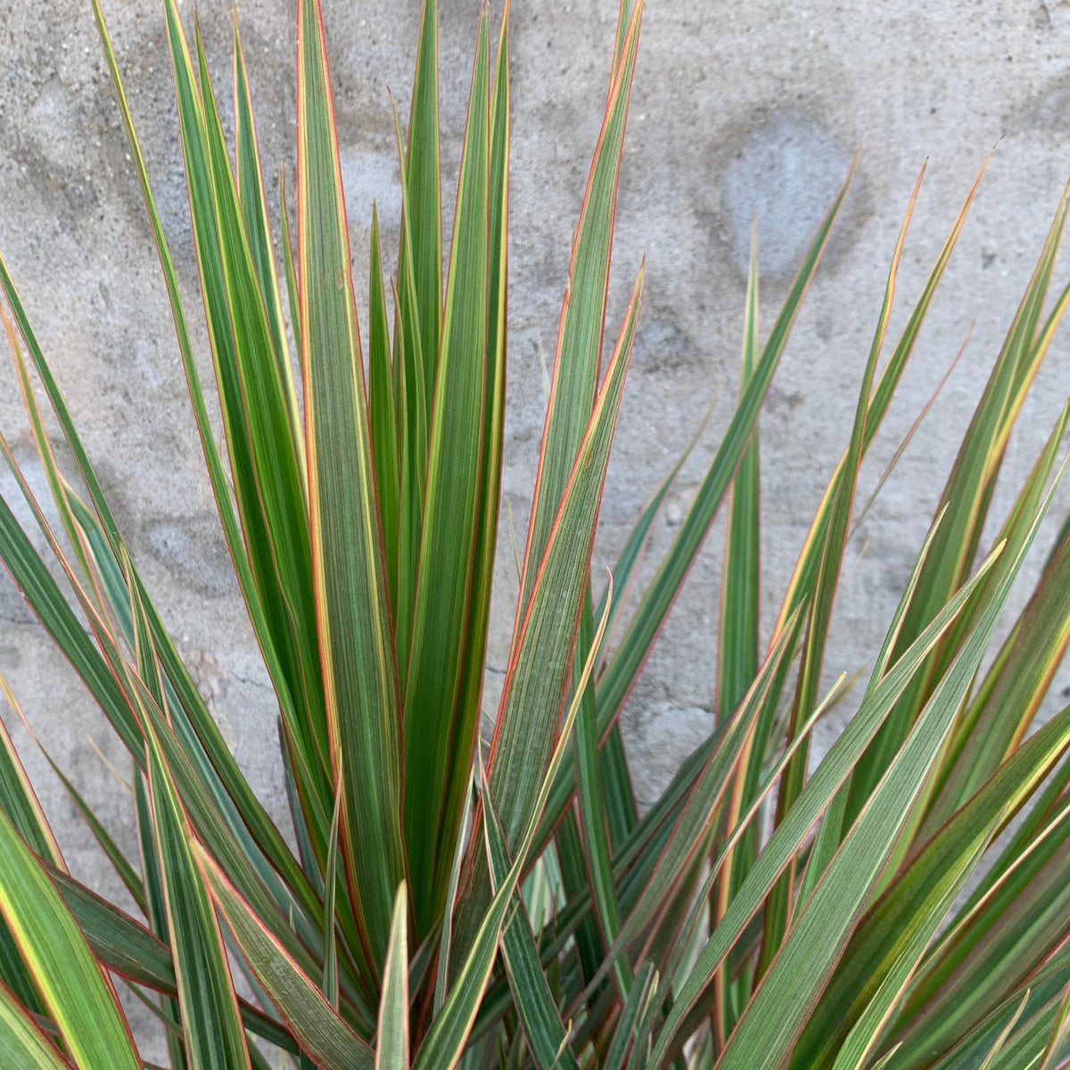 Dracaena marginata 'Bi-Color' 10