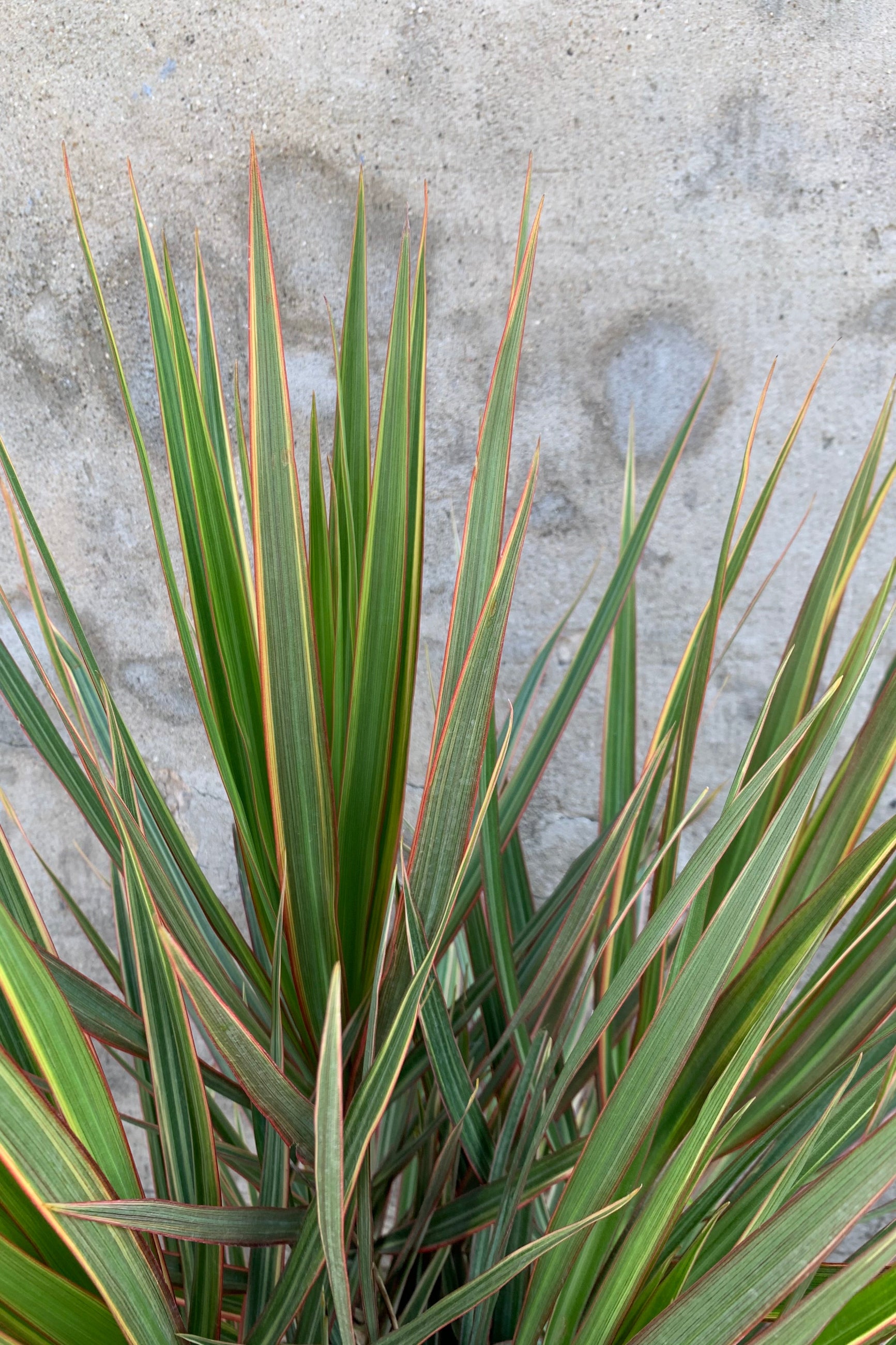 Dracaena marginata 'Bi-Color' plant detail with its sword like leaves. ©Sprout Home