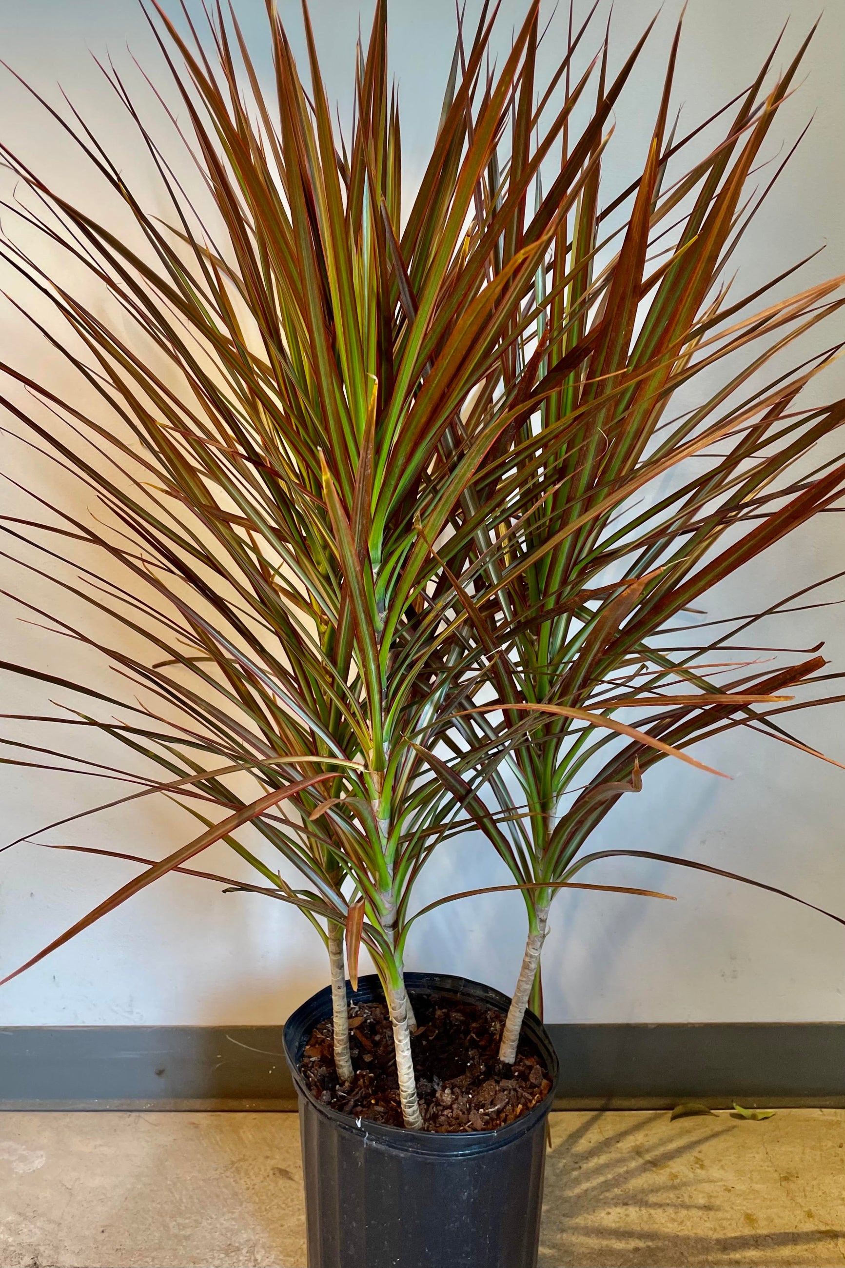 The Draceana marginata 'Colorama' multi cane 10" sits against white wall  on a concrete floor. ©Sprout Home