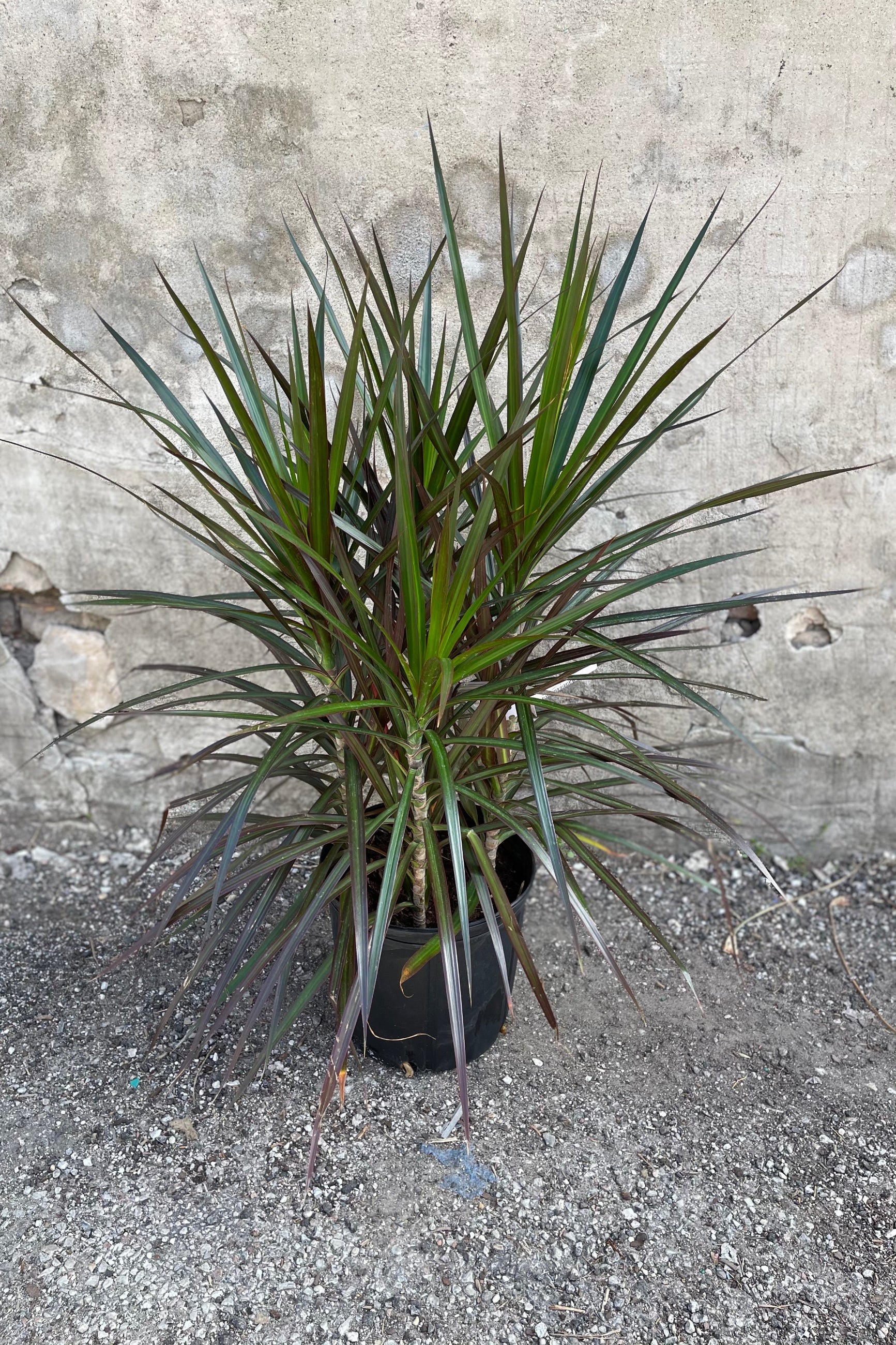 Dracaena marginata 'Magenta' pruned in tip formation in a 10 inch pot.  ©Sprout Home
