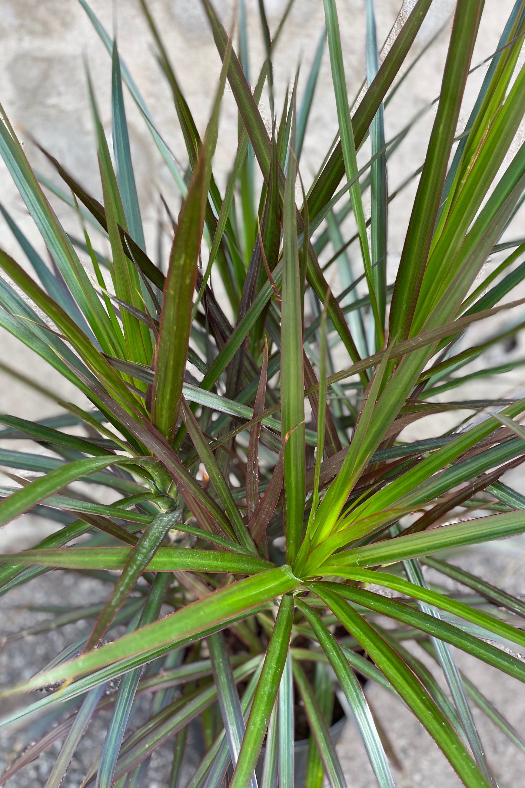 Dracaena marginata 'Magenta' close up picture. ©Sprout Home