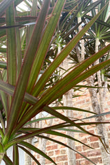A close-up view of the leaves of the 17" Dracaena marginata 'Magenta' against a brick backdrop