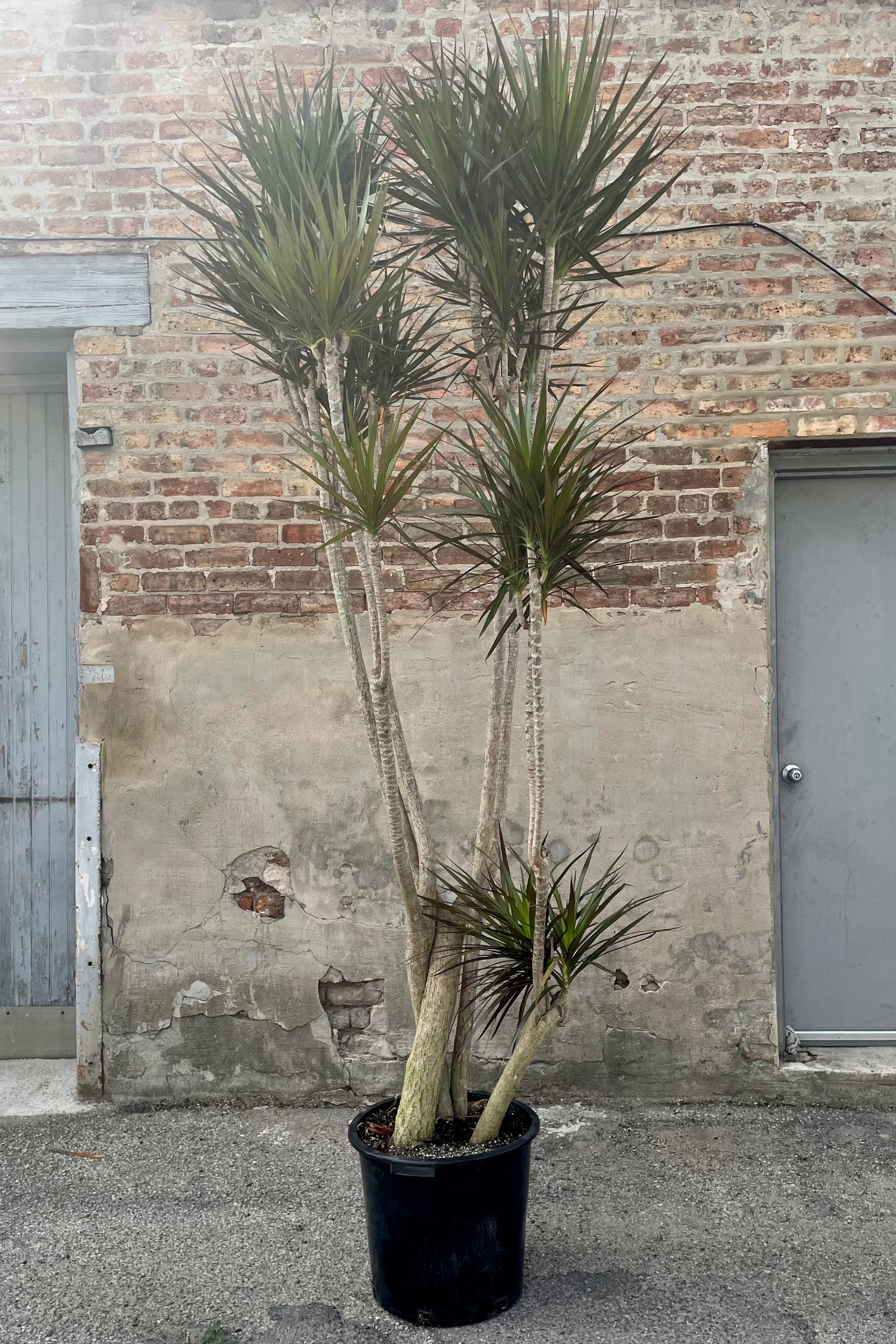 A frontal view of the 17" Dracaena marginata 'Magenta' against a concrete backdrop ©Sprout Home