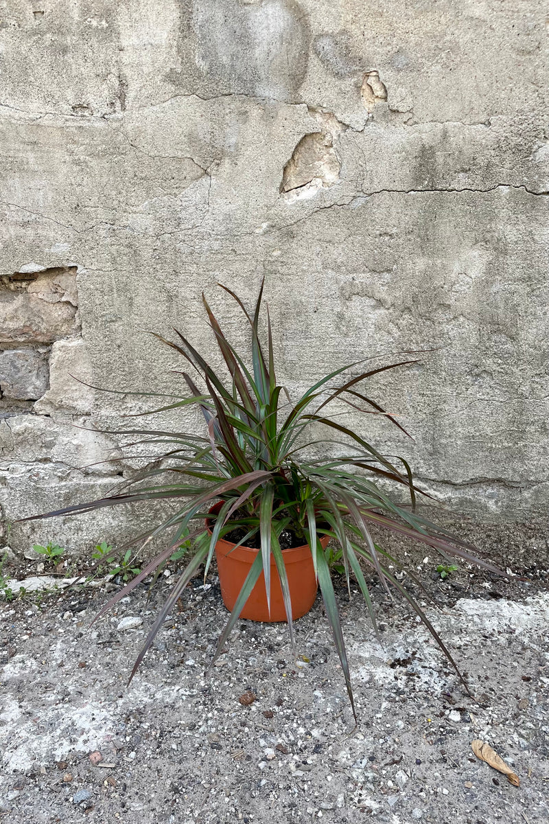 The Dracaena marginata 'Magenta' in a 6" growers pot against a grey background.