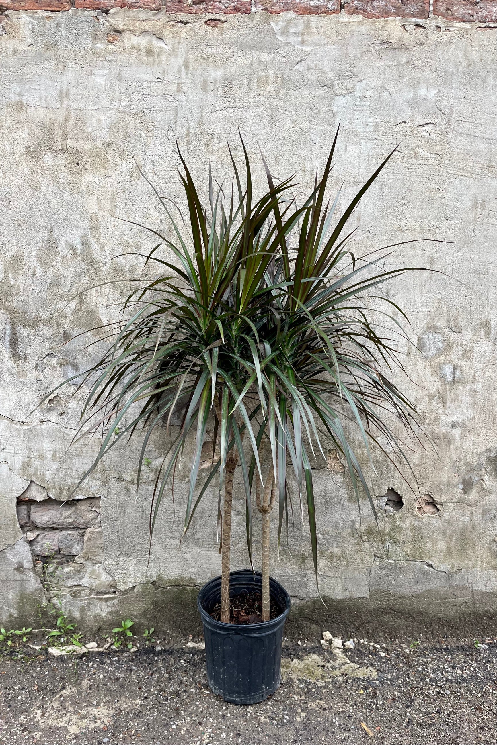 Dracaena marginata 'Magenta' cane 8” against a grey wall ©Sprout Home
