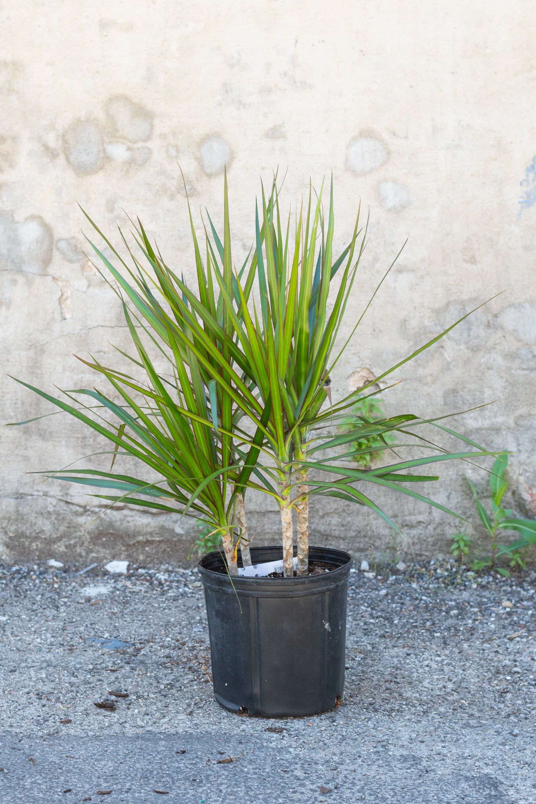 Dracaena marginata plant leaves showing green color with burgundy margins. ©Sprout Home