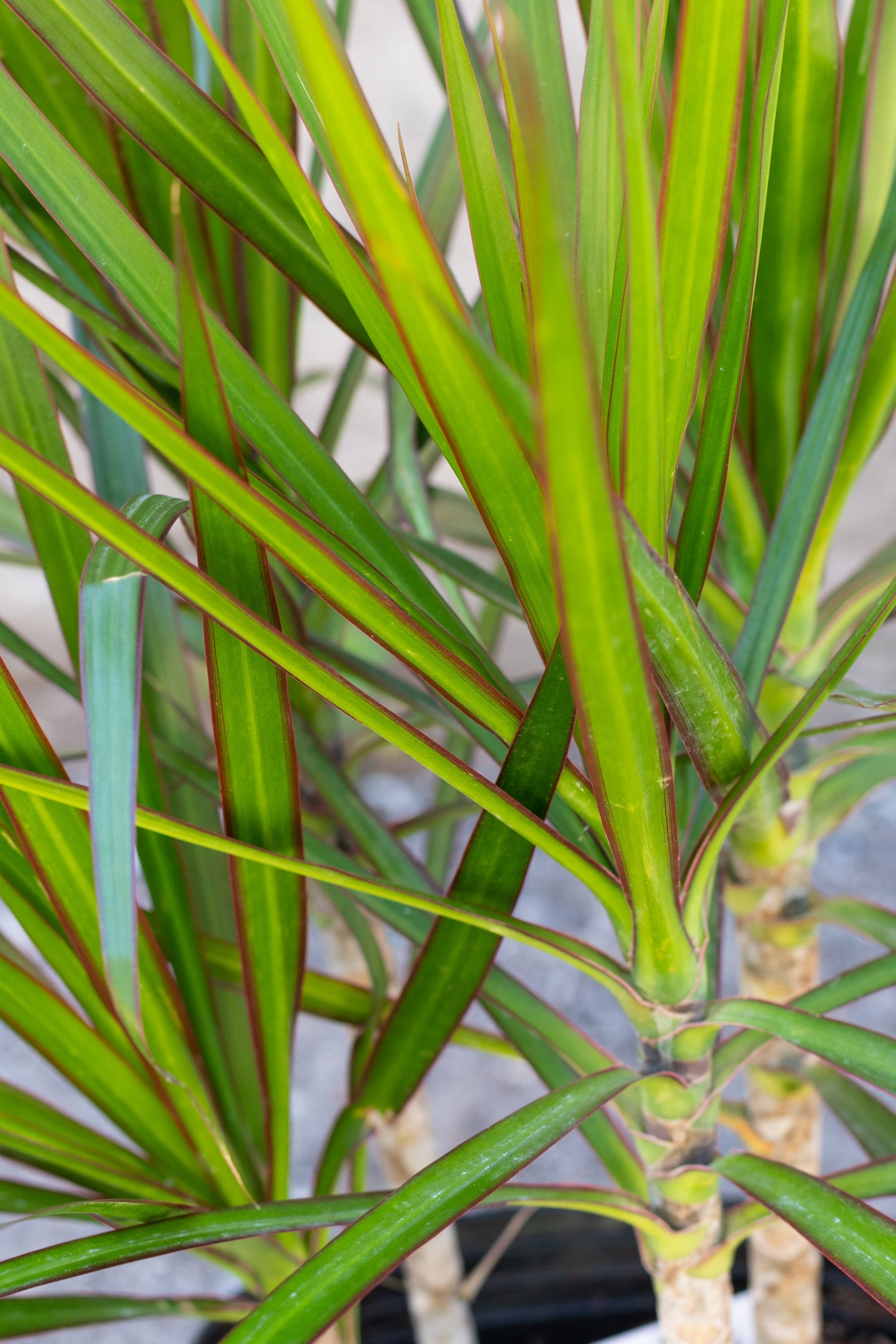 Close-up of Dracaena marginata plant leaves showing green color with burgundy margins. ©Sprout Home