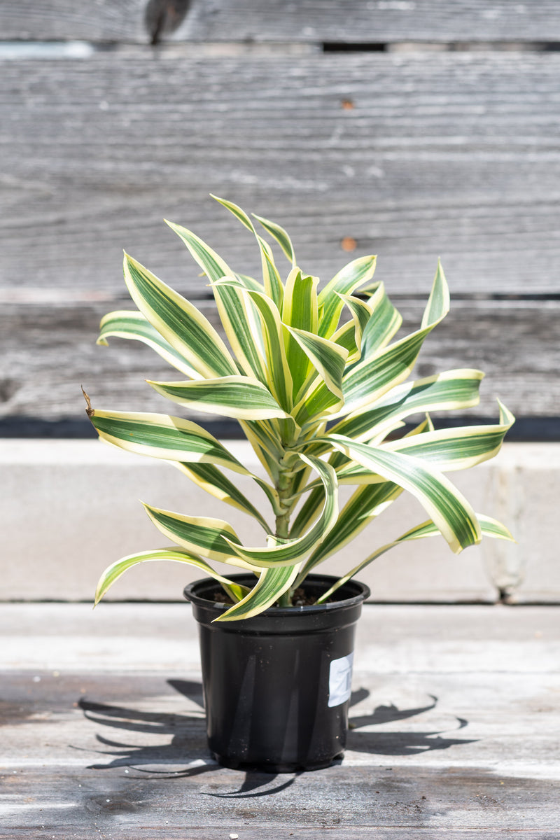 Dracaeana reflexa 'Song of India' in grow pot in front of grey wood background