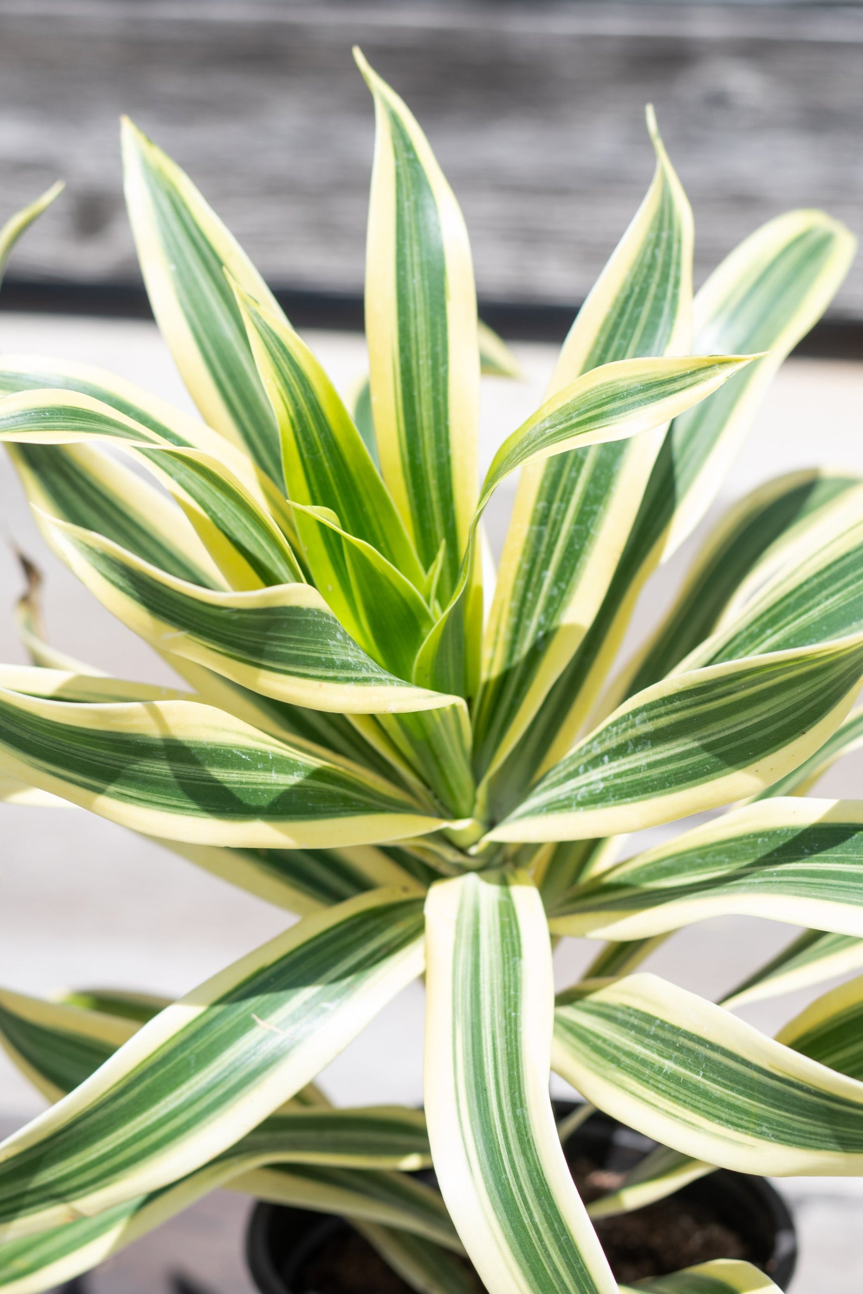 Close up of Dracaeana reflexa 'Song of India' foliage ©Sprout Home