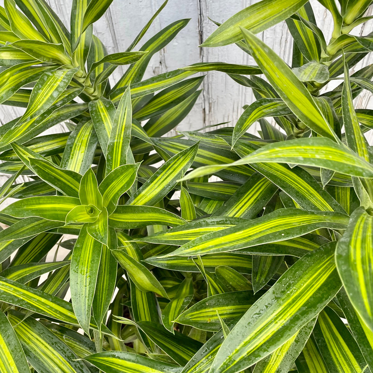 dracaena reflexa jamaica Dracaena reflexa 'Song of Jamaica' 10" at SPROUT HOME