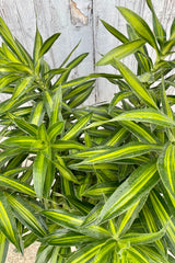 A detailed view of the leaves of Dracaena reflexa 'Song of Jamaica' 10" against wooden backdrop