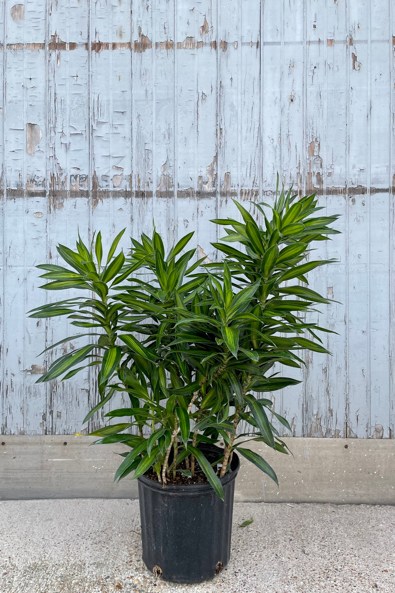 A full view of Dracaena reflexa 'Song of Jamaica' 10" in grow pot against wooden backdrop