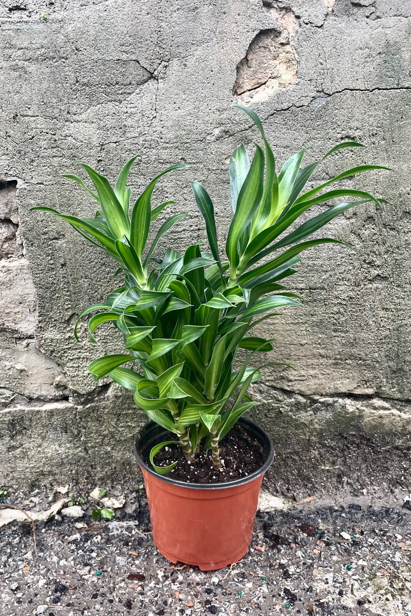 Dracaena reflexa "Song of Jamaica" 6" orange growers pot with variegated leaves  against a grey wall 