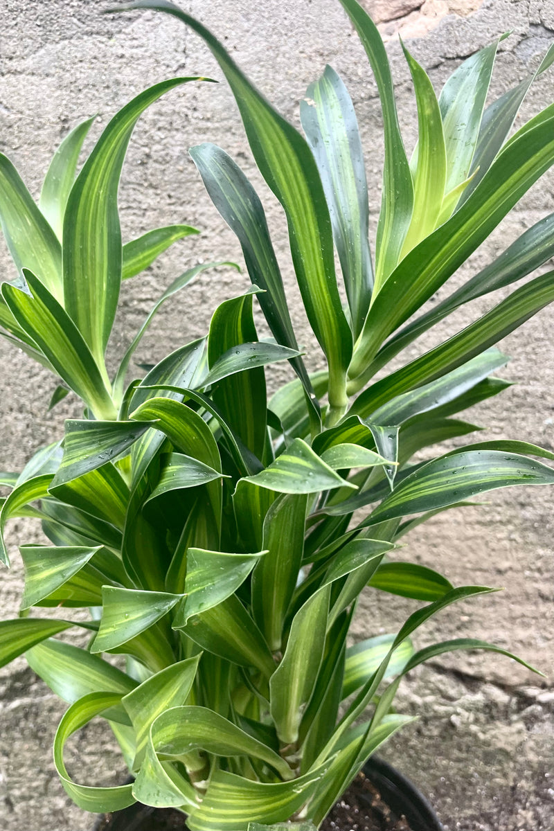 detail of Dracaena reflexa "Song of Jamaica" 6" variegated leaves  against a grey wall 