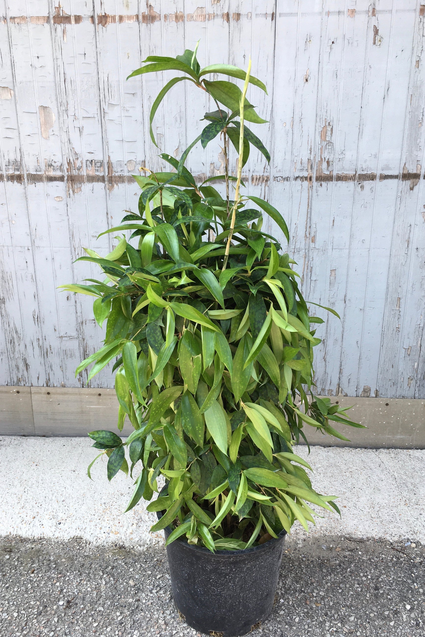 Dracaena surculosa plant in a 12" growers pot ©Sprout Home