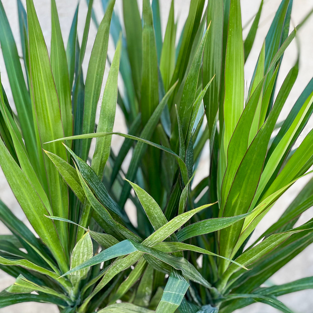Dracaena 'Tarzan' bush 10