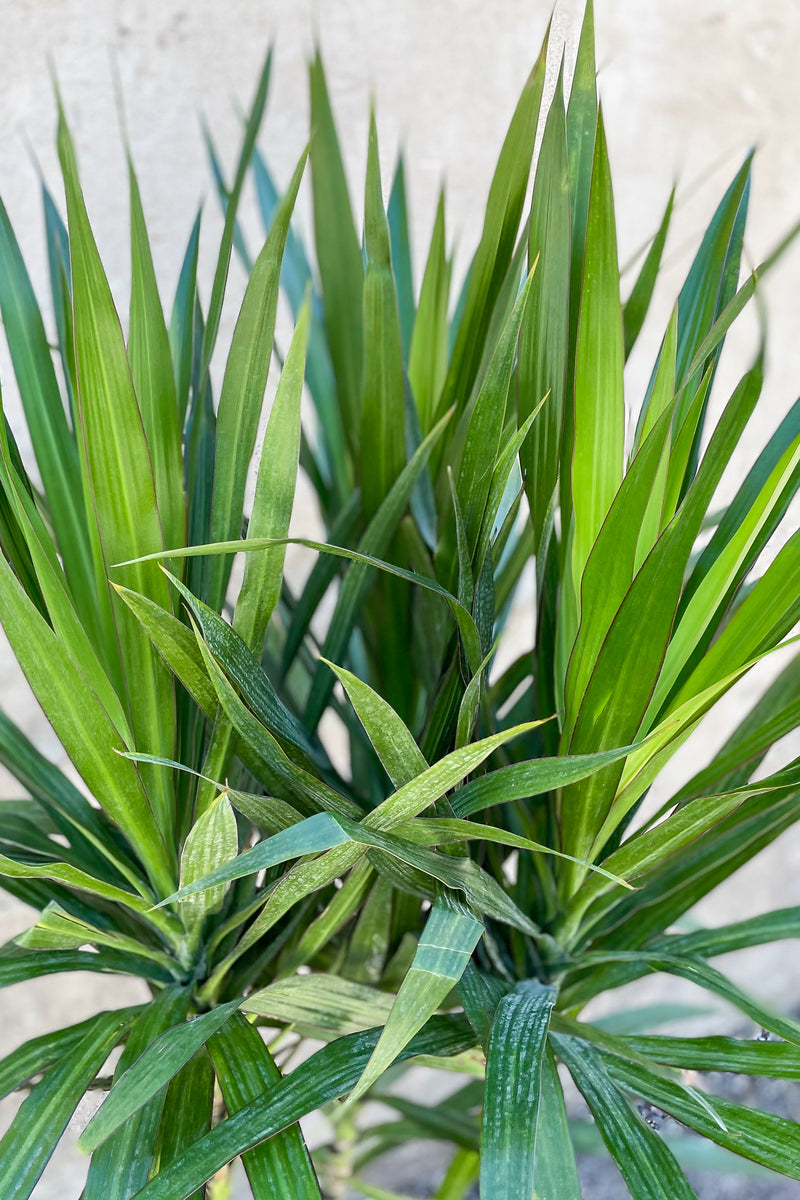 Close up of Dracaena 'Tarzan' foliage