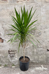 Dracaena 'Tarzan' standard form 10" with a black growers pot against a grey wall