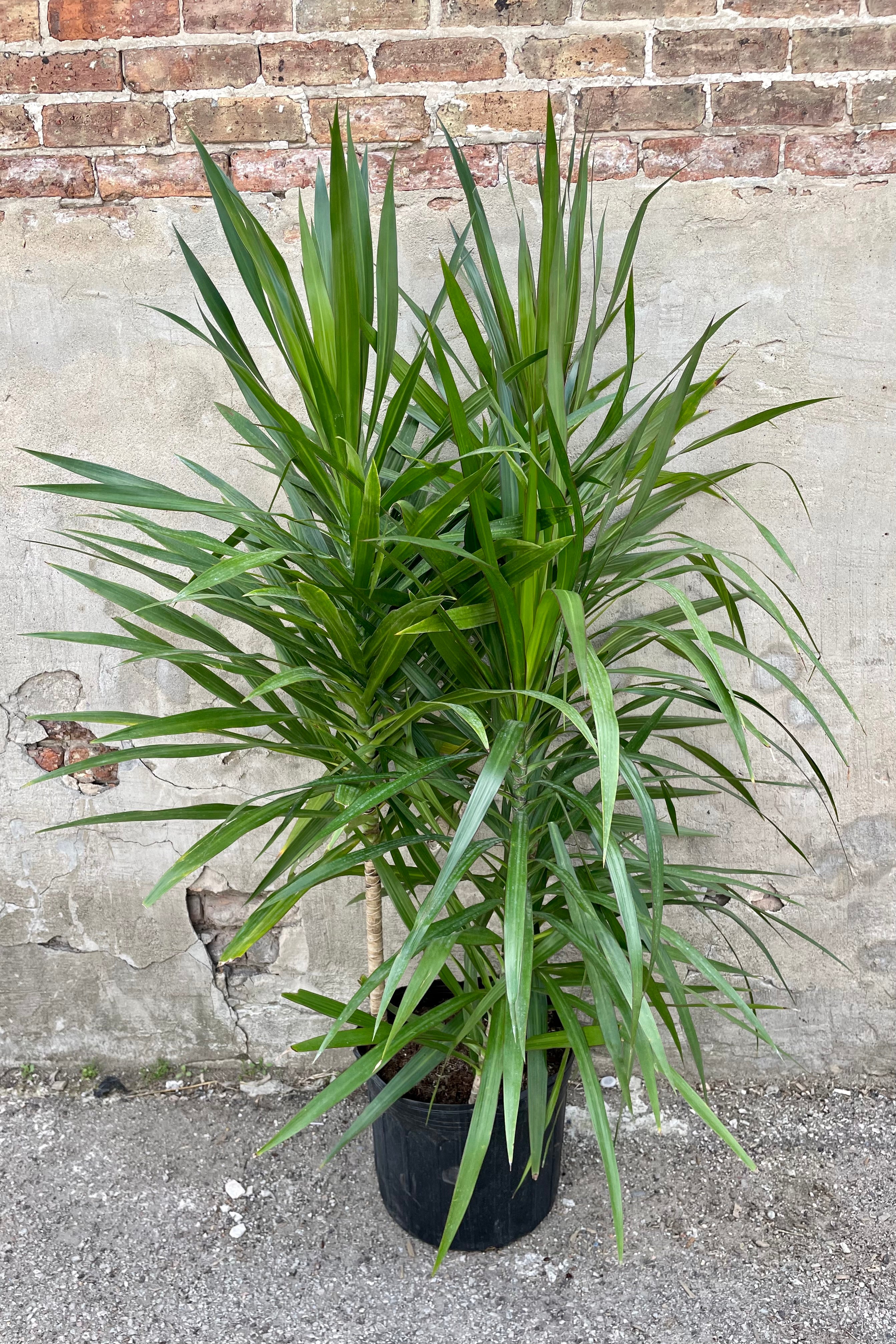 Dracaena 'Tarzan' bush 14" black growers pot with green leaves against a grey wall