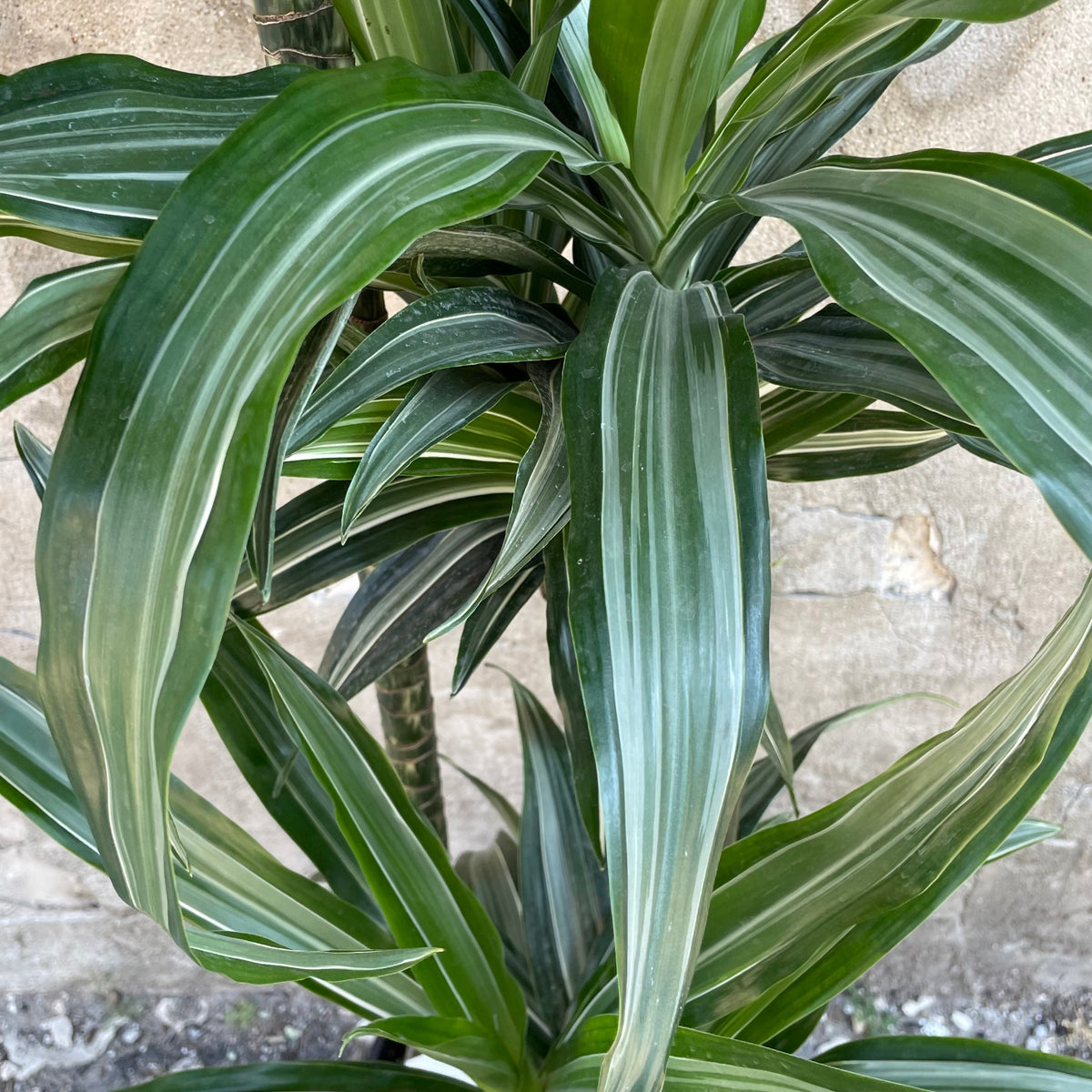 dracaena deremensis bausei Dracaena 'Ulises' staggered cane 10"