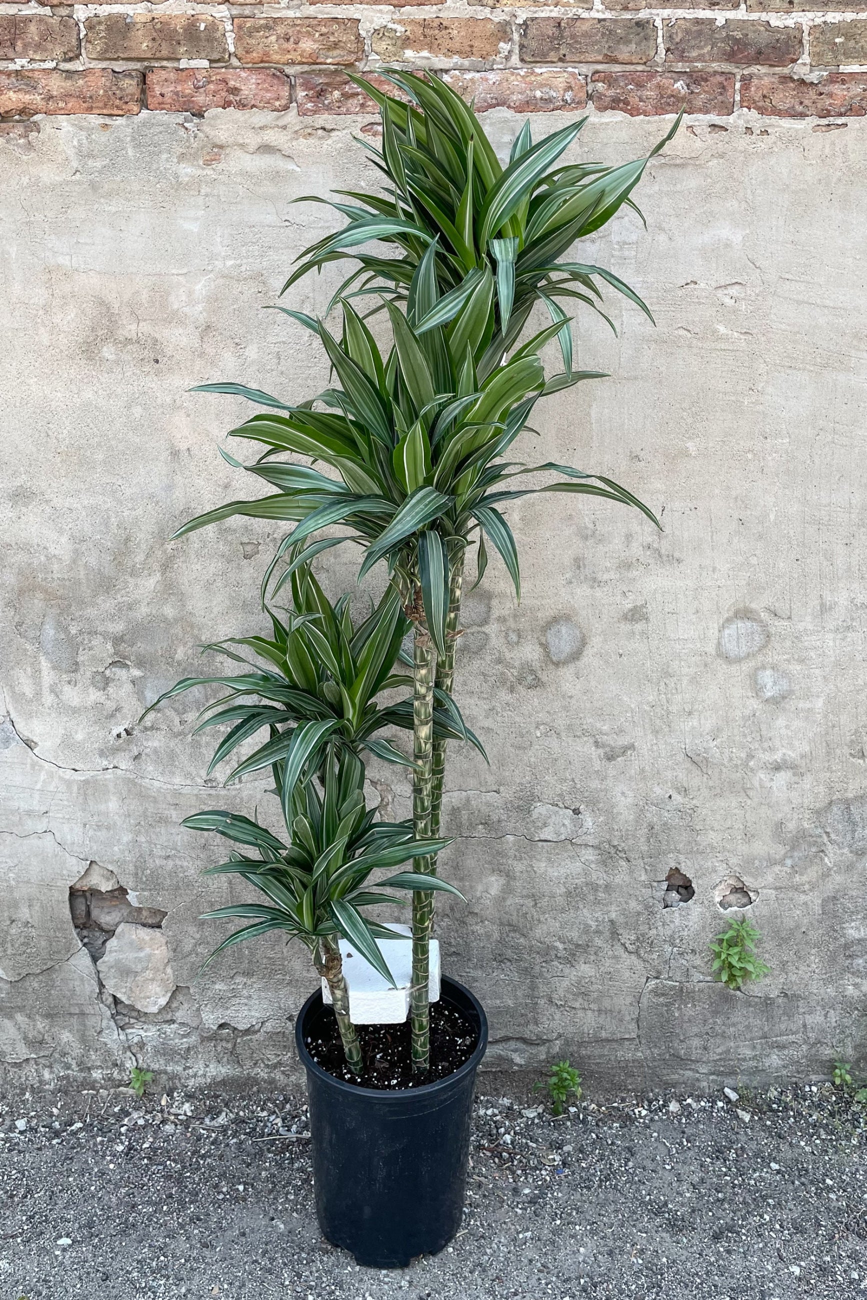 Dracaena 'Ulises' staggered cane in front of concrete wall ©Sprout Home