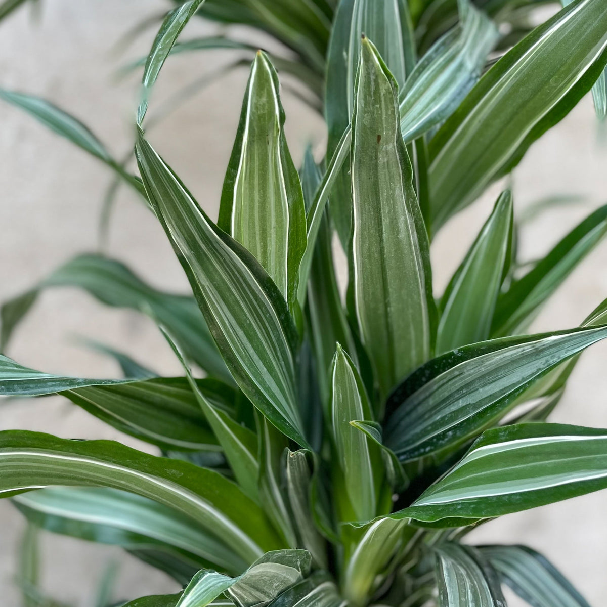 dracaena ulises cane Dracaena 'Ulises' staggered cane 12"