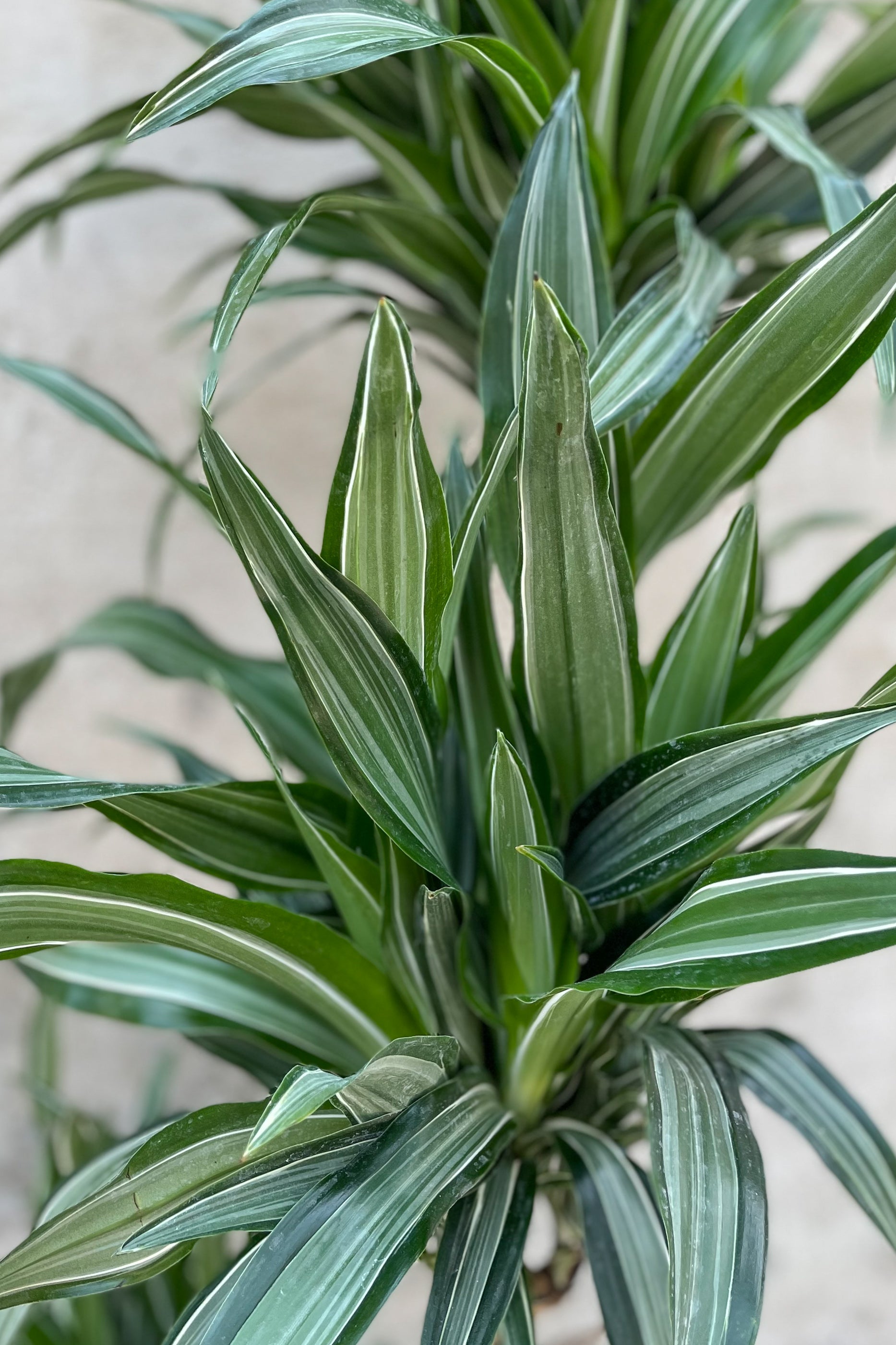 Close up of Dracaena 'Ulises' leaves
