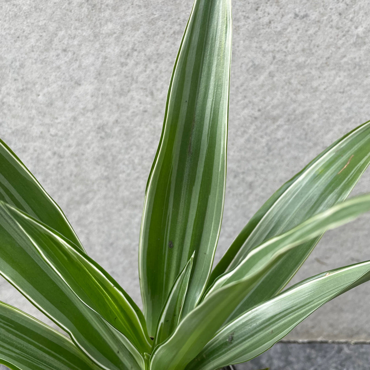 dracaena deremensis warneckei Dracaena 'Warneckii' 4" at SPROUT HOME