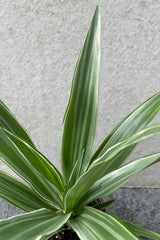 Close up of Dracaena deremensis 'Warneckii' leaves