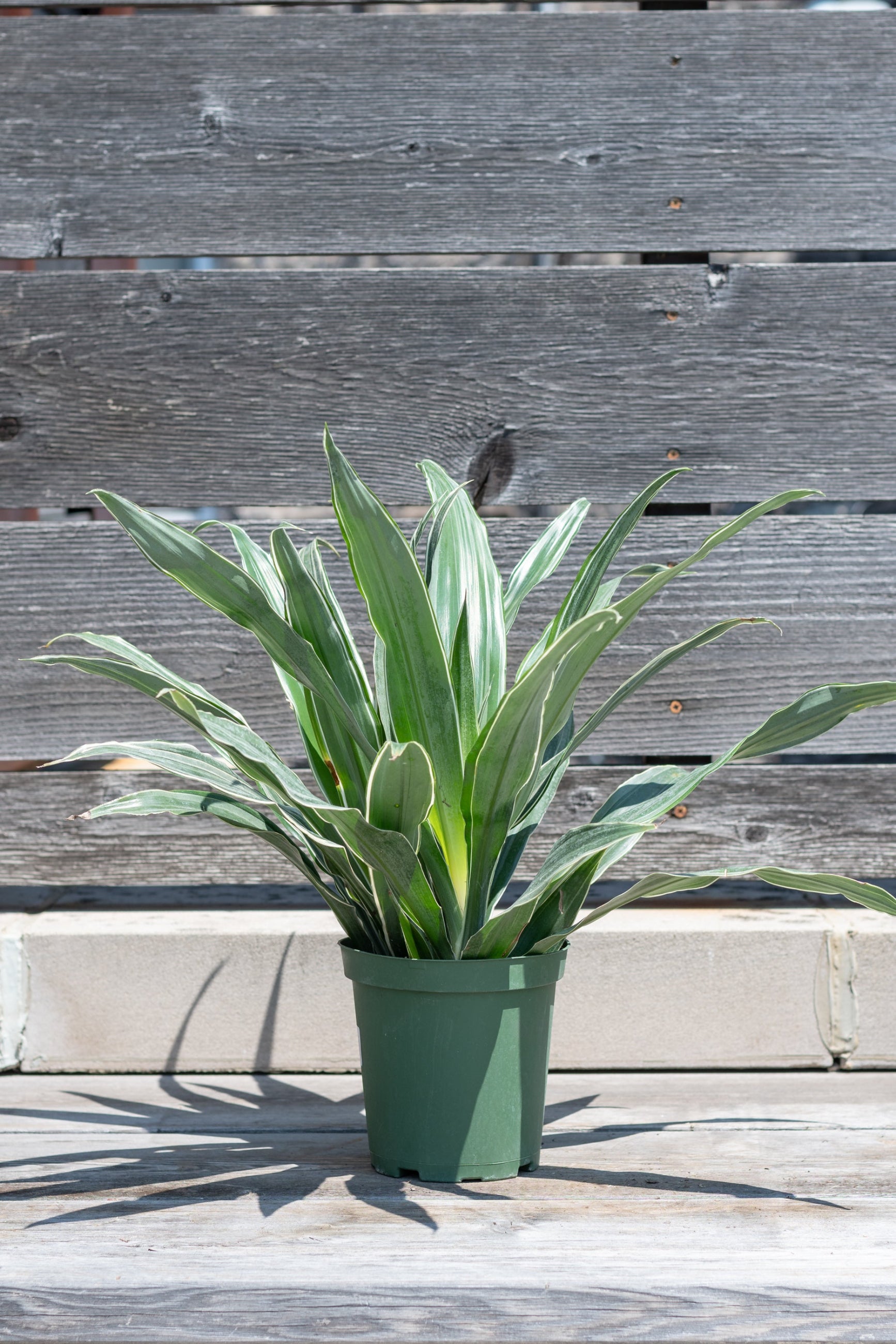Dracaena deremensis 'Warneckii' in grow pot in front of grey wood background ©Sprout Home