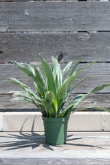 Dracaena deremensis 'Warneckii' in grow pot in front of grey wood background