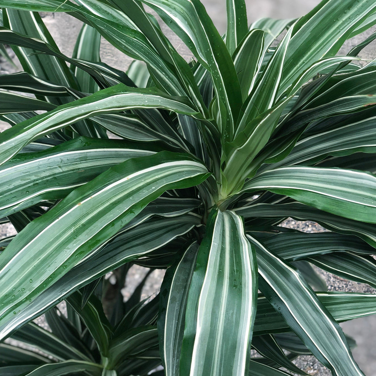 Dracaena 'Warneckii' cane 8