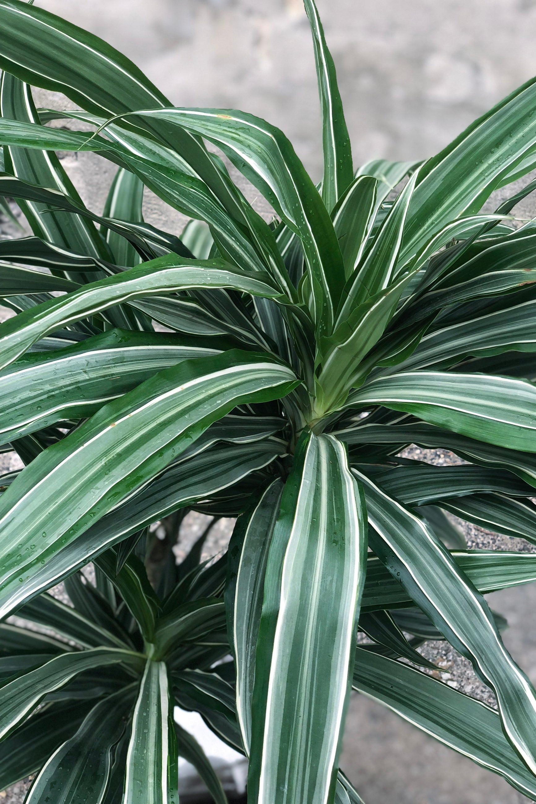 Close up of Dracaena deremensis 'Warneckii' cane foliage ©Sprout Home