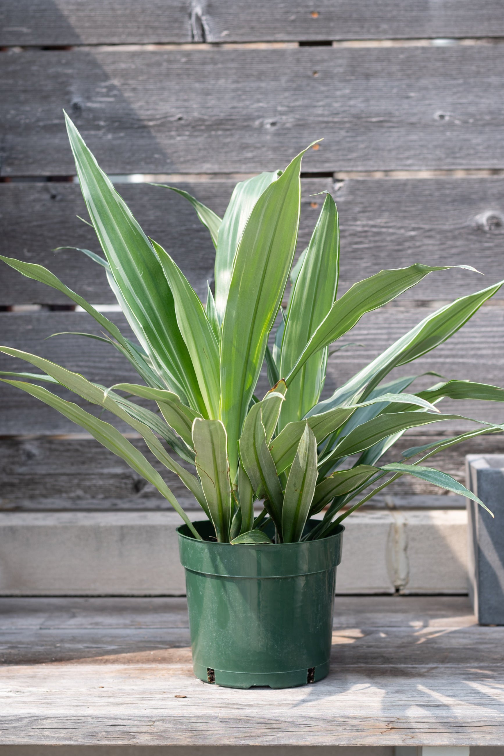 Dracaena 'Warneckii' in a 8" growers pot showing the white and green stripes ©Sprout Home