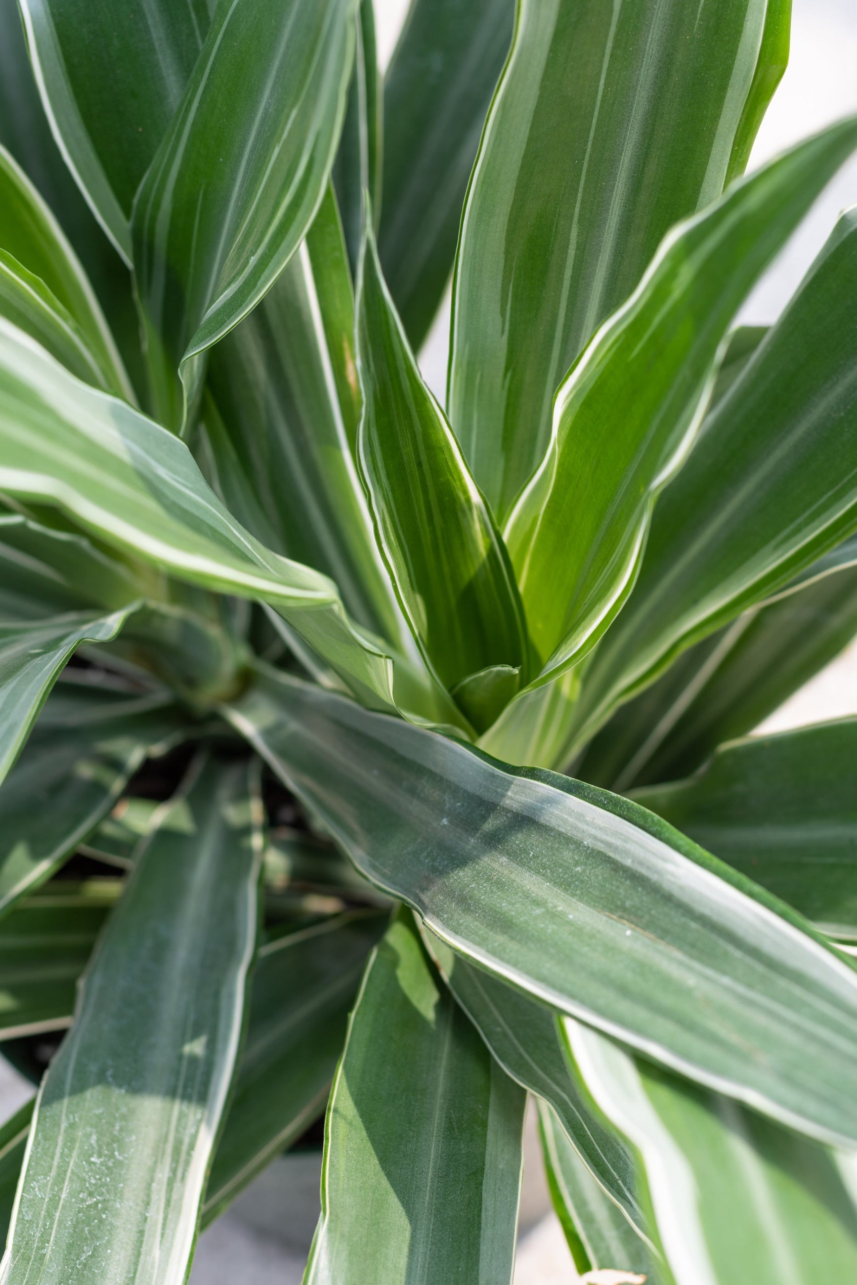 Dracaena 'Warneckii' leaves up close showing the white and green stripes ©Sprout Home