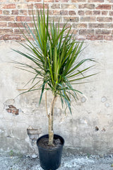 Dracaeana marginata stump character style in a 14" growers pot showing the sword like leaves against a concrete and brick wall at Sprout Home.