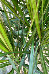 A detail picture of the sword shaped leaves of green with red margins of the Dracaena marginata.
