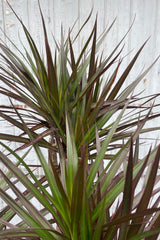 Photo of narrow dark green and red leaves of Dracaena marginata against a gray wall.