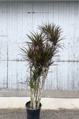 Photo of trunk and foliage of Dracaena marginata with a character cut-back form against a gray wall.