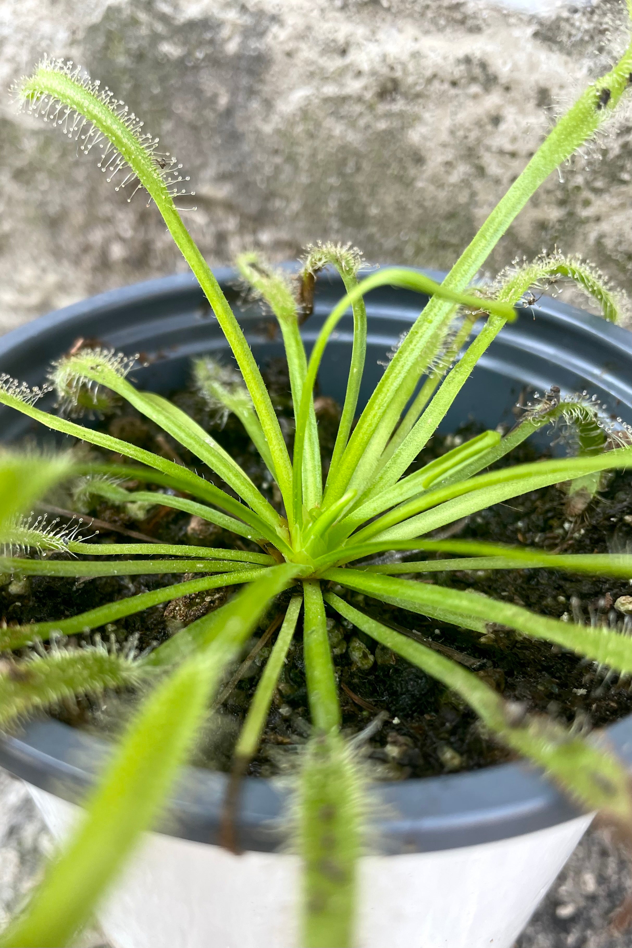 A close-up detailed view of the 4" Drosera "Sundew" against a concrete backdrop