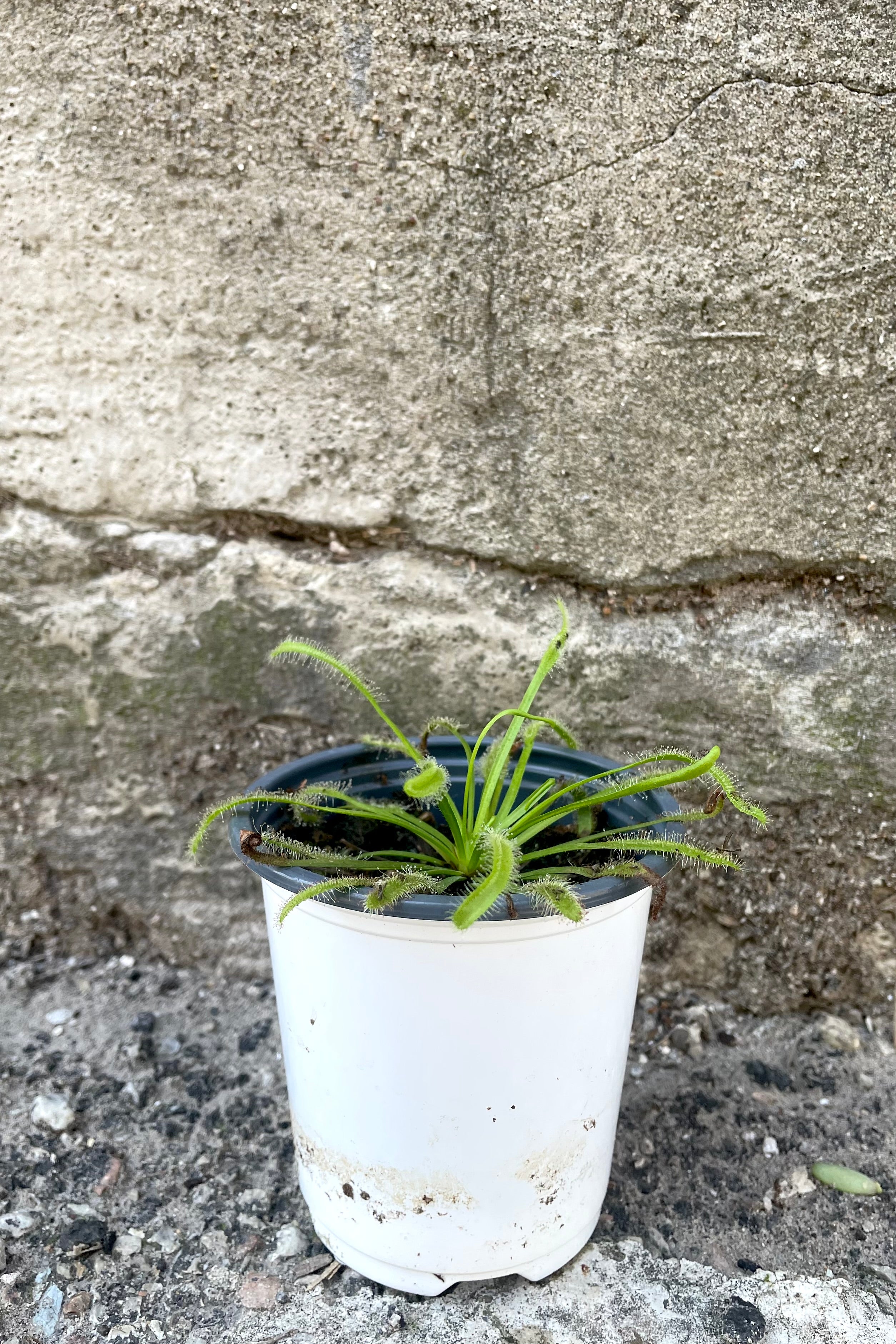 A full-body view of the 4" Drosera "Sundew" against a concrete backdrop